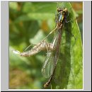 Pyrrhosoma nymphula - Fruehe Adonisjungfer 06.jpg